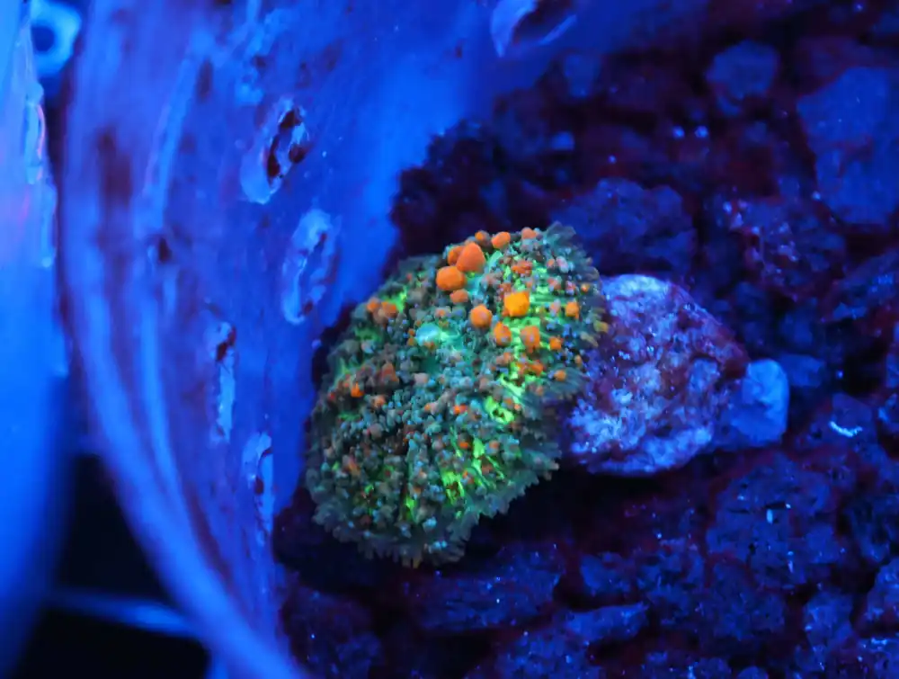 C138 – WWC SUNKIST BOUNCE RHODACTIS - Saltwater