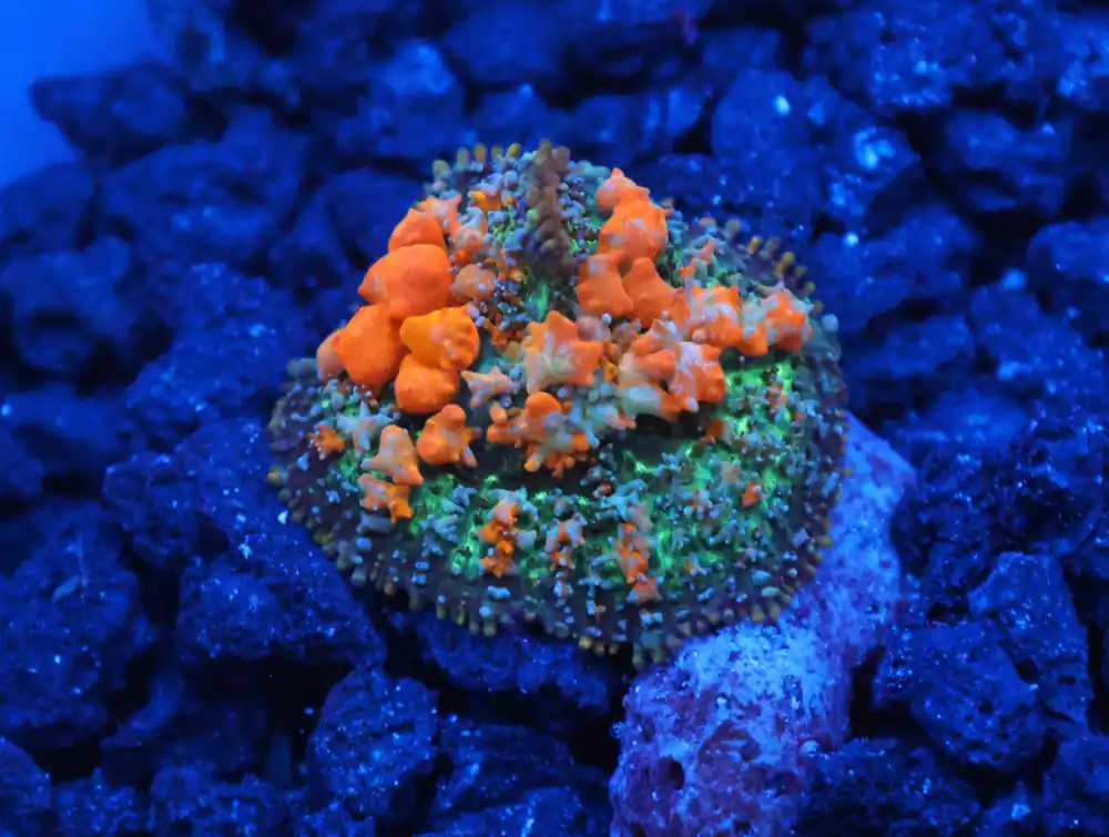 C122 – WWC SUNKIST BOUNCE RHODACTIS - Saltwater