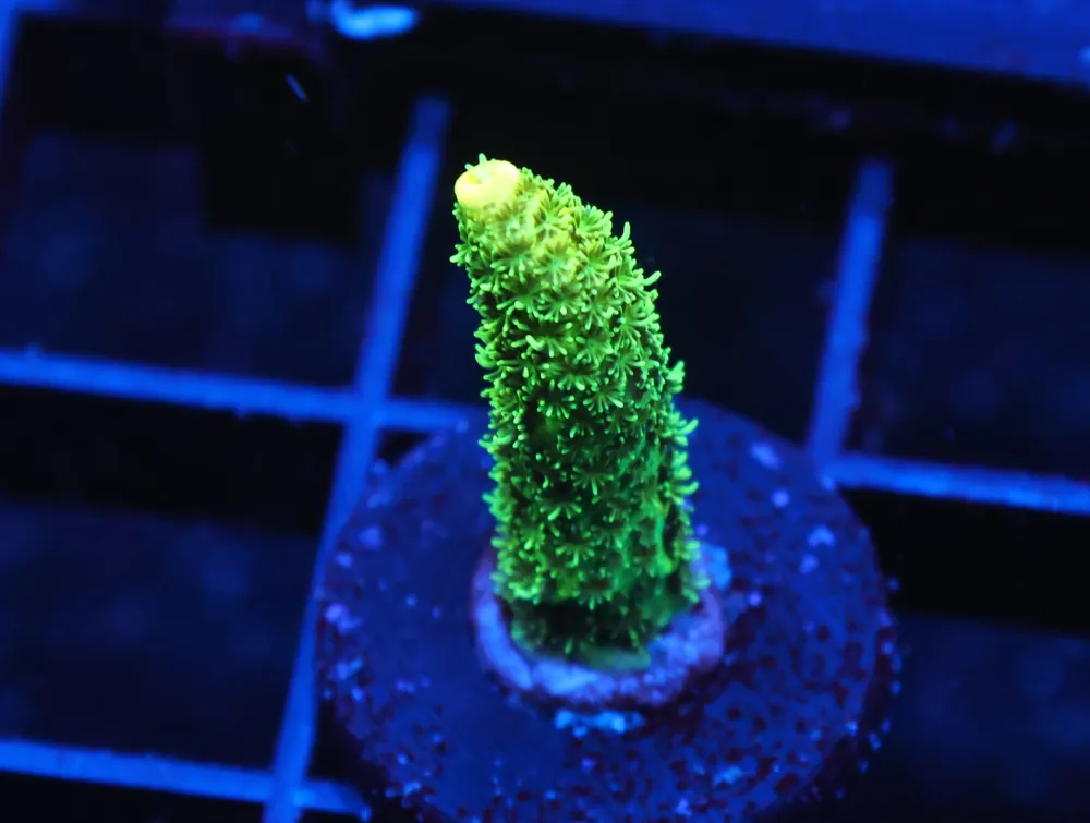 C267 – SDC LEMON SQUEEZY ACRO - Saltwater