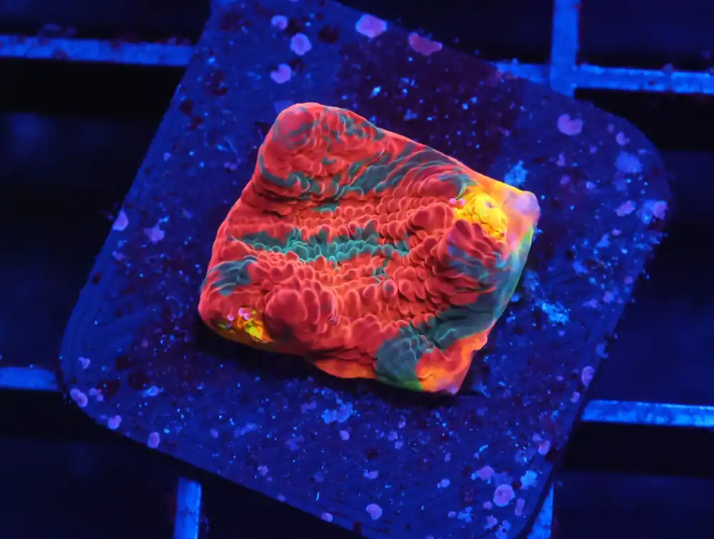 C17 – SDC RAINBOW JELLYBEAN CHALICE - Saltwater