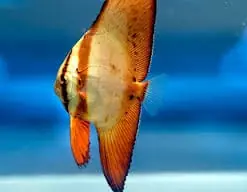 Orbiculate Batfish Platax orbicularis