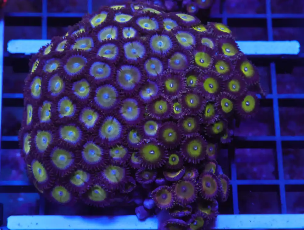 X118 – INDO CANDY APPLE ZOA - Saltwater