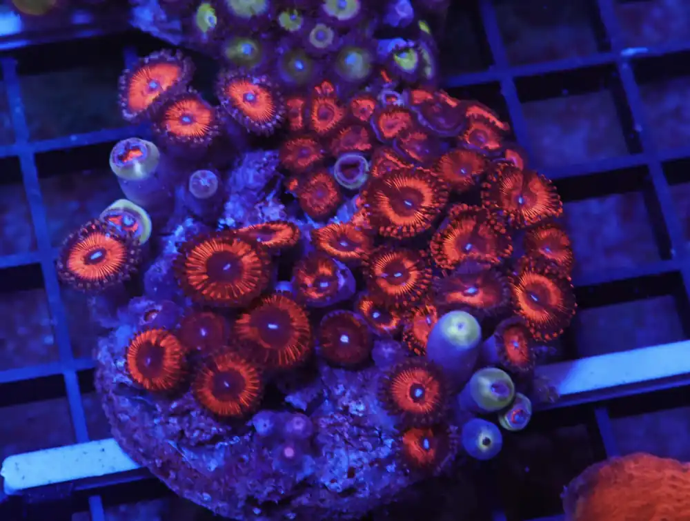 X129 – INDO RED DEVIL ZOA - Saltwater