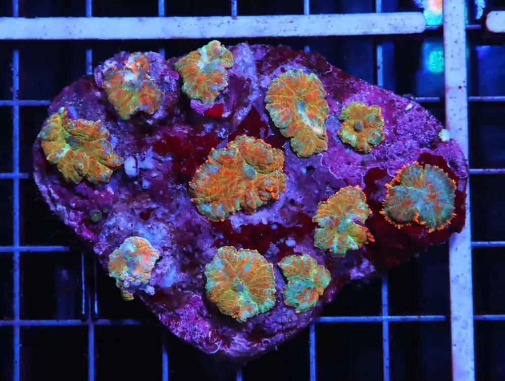 H01 – SPEARMINT TRACHY LG - Saltwater