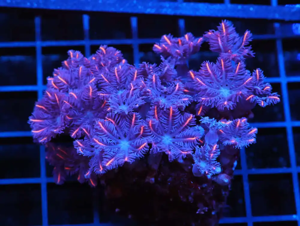E57 – AUSSIE ACRO BLUE ICE - Saltwater