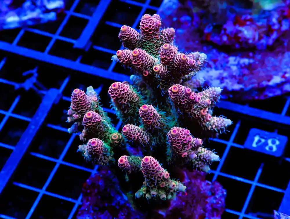 E84 – INDO ACRO PREMIUM STAGHORN CULTURED - Saltwater