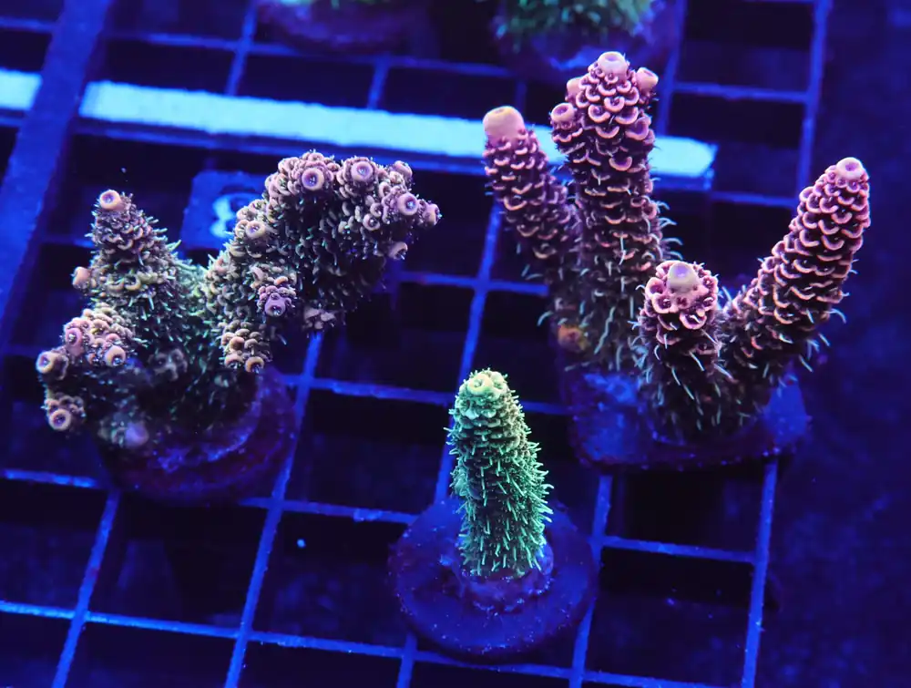 E133 – 3PK INDO ACRO PREMIUM MILLE CULTURED - Saltwater