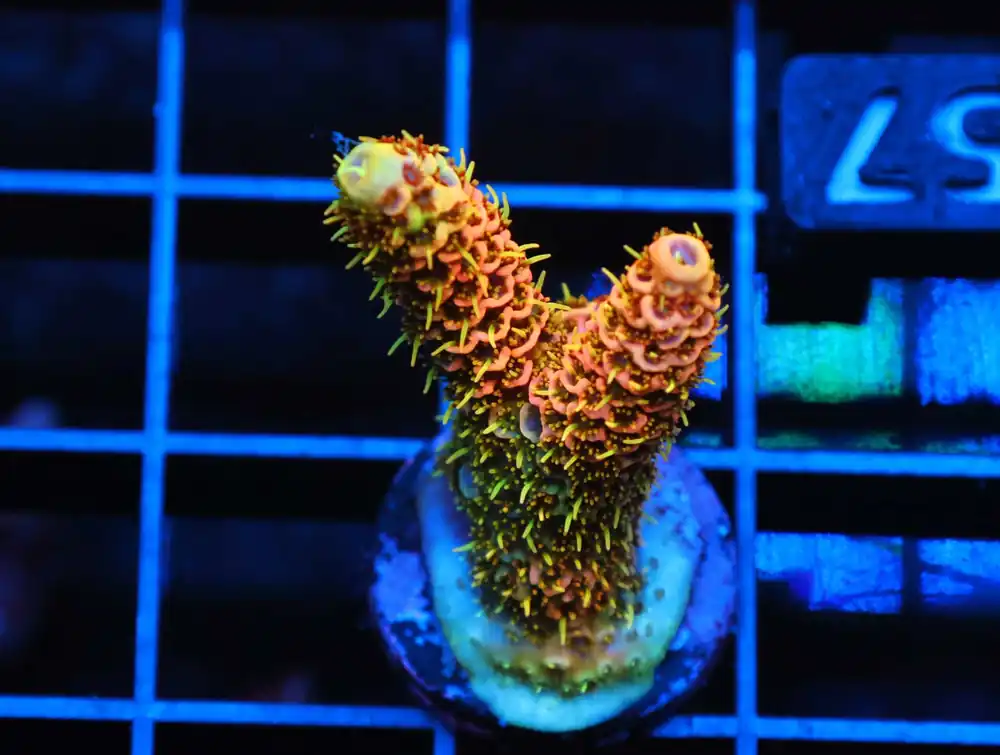 C157 – SDC ACROPORA ASST. PREMIUM - Saltwater