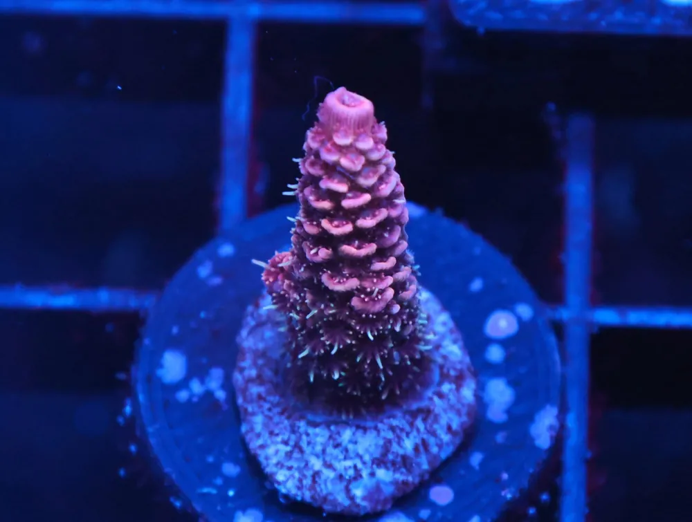 C319 – SDC ACROPORA ASST. PREMIUM - Saltwater