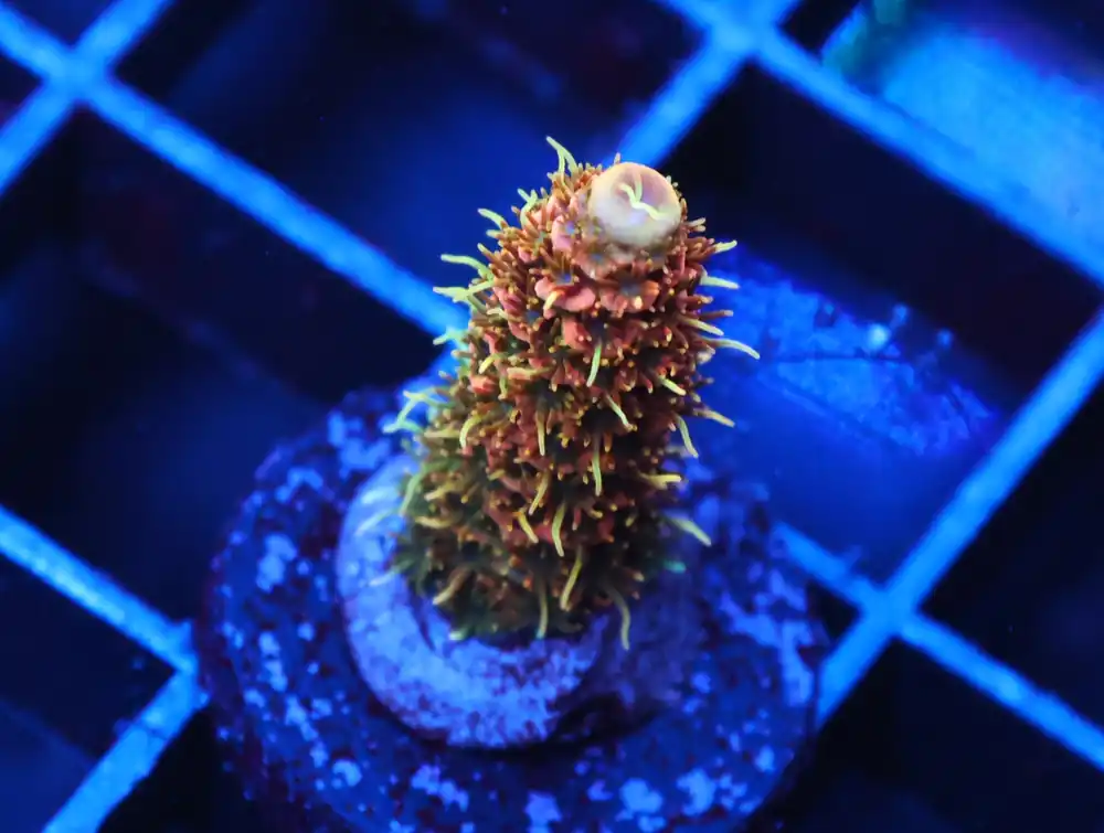 C103 – SDC ATOMIC TANGERINE ACRO - Saltwater