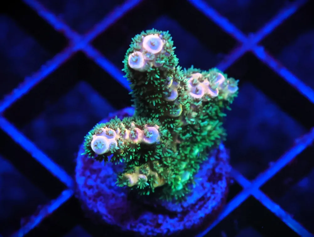 C43 – SDC ACROPORA ASST. PREMIUM - Saltwater
