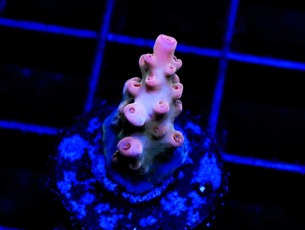 C68 – SDC PROM NIGHT ACRO - Saltwater