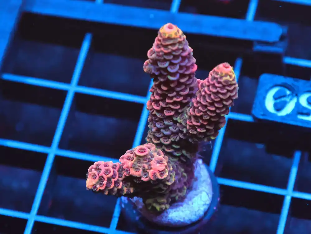 C150 – SDC ACROPORA ASST. PREMIUM - Saltwater