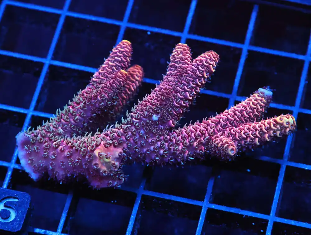 E116 – INDO ACRO YELLOW TENUIS CULTURED - Saltwater