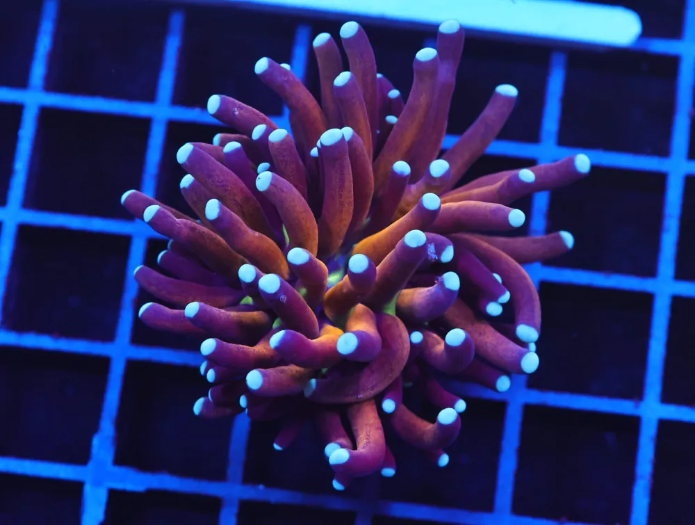 D14 – INDO TORCH TIGER VARIANT 1 HEAD - Saltwater