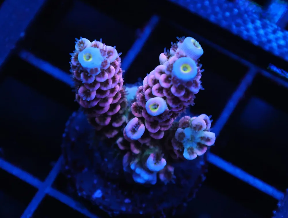C244 – SDC JIGGLYPUFF ACRO TENUIS - Saltwater
