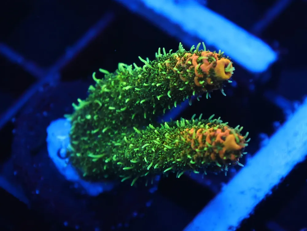 C309 – SDC FUZZY NAVEL ACRO - Saltwater