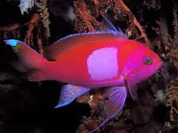 Squareback (Pink) Anthias; M; Fiji - Pseudanthias pleurotaenia