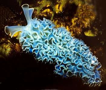 Green Frilly (Lettuce) Slug; Atl. – Tridachia crispata - Invertebrates