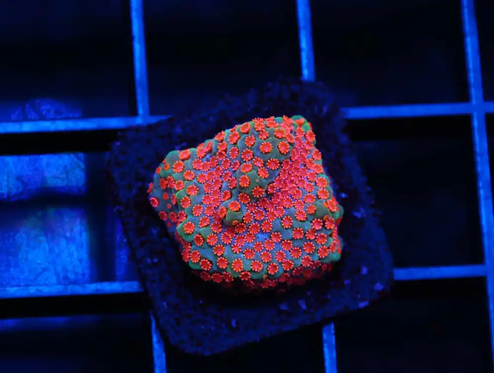 C163 – SDC GRANDIS ZOA/PALY (POLYP) - Saltwater