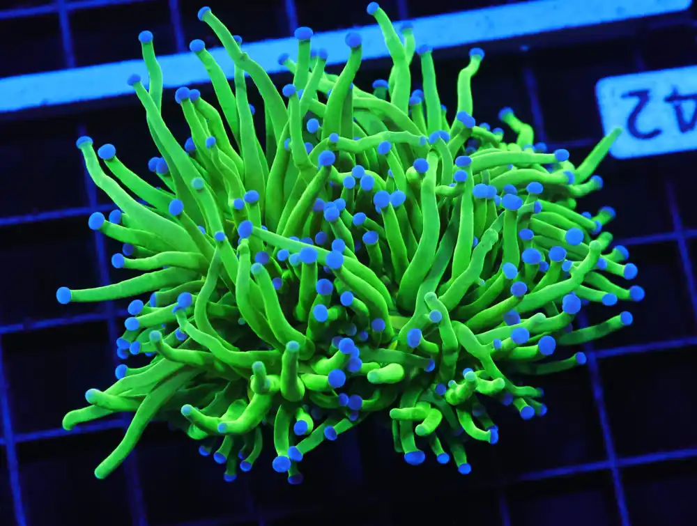 D42 – INDO TORCH GREEN VARIANT 3 HEAD - Saltwater