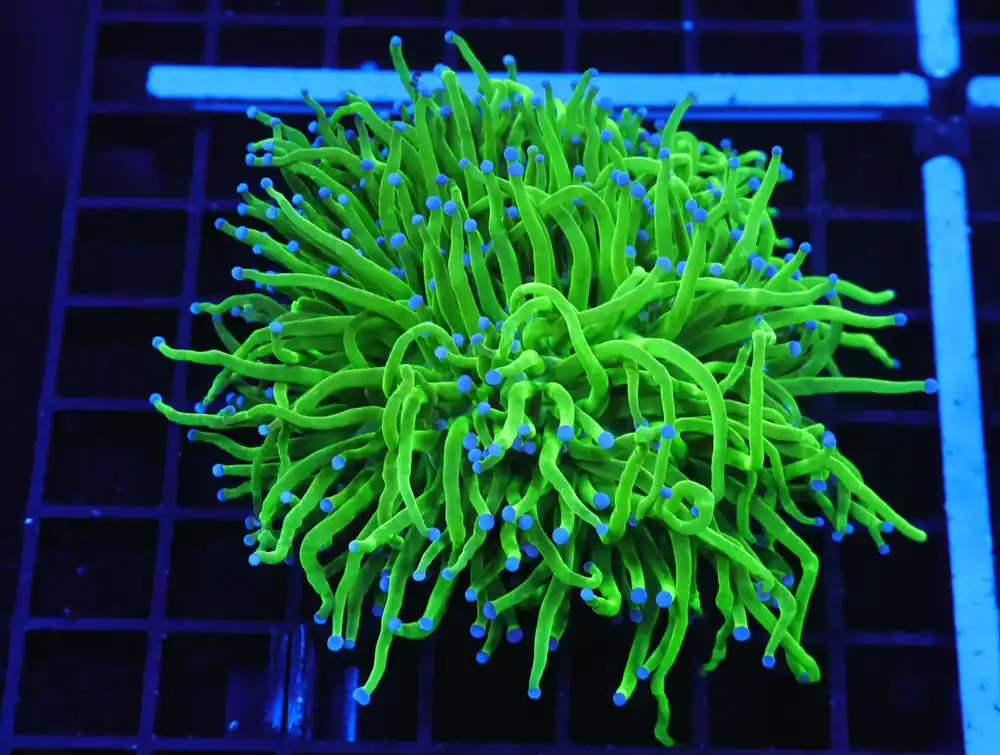 D116 – INDO TORCH GREEN VARIANT 4 HEAD - Saltwater