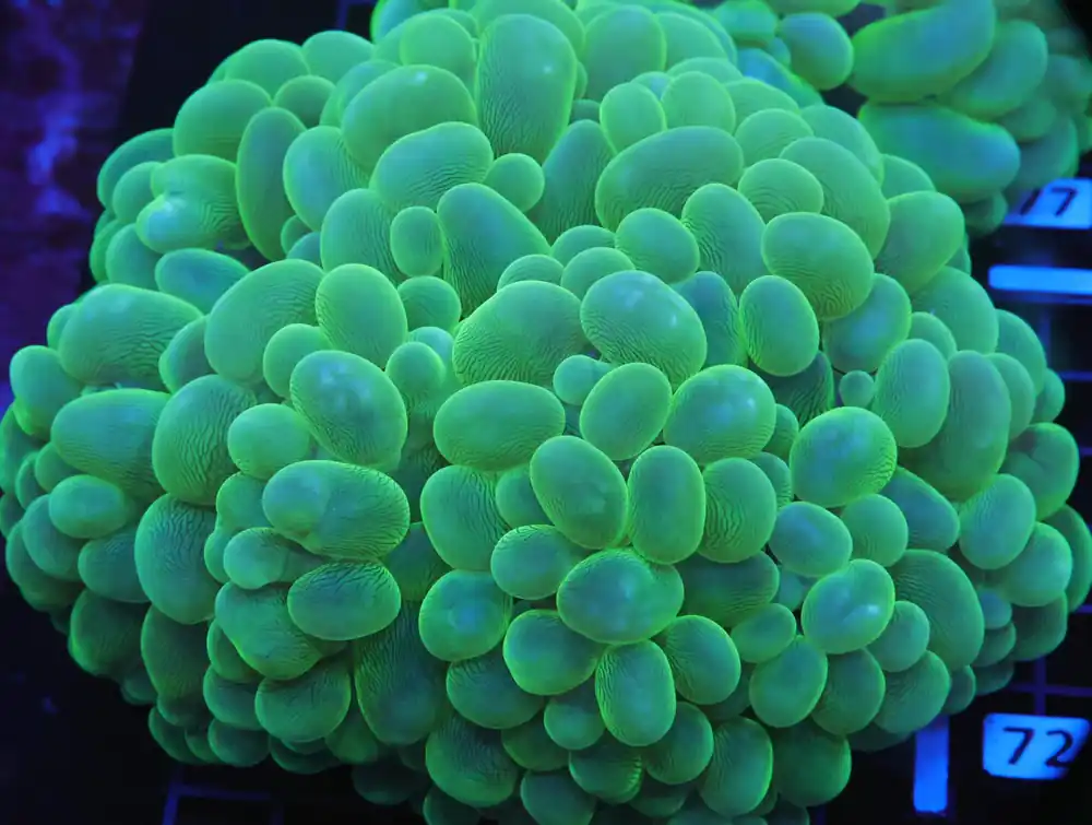 B71 -INDO RADIOACTIVE BUBBLE CORAL XLG