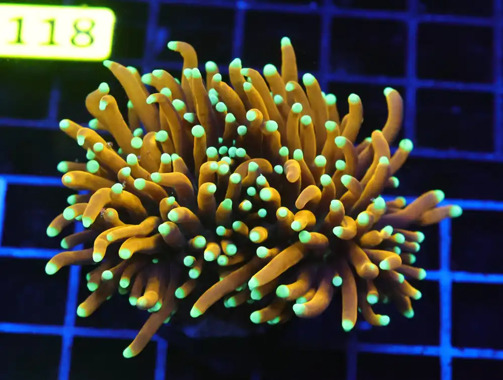 D113 – INDO TORCH GOLD VARIANT 2 HEAD - Saltwater