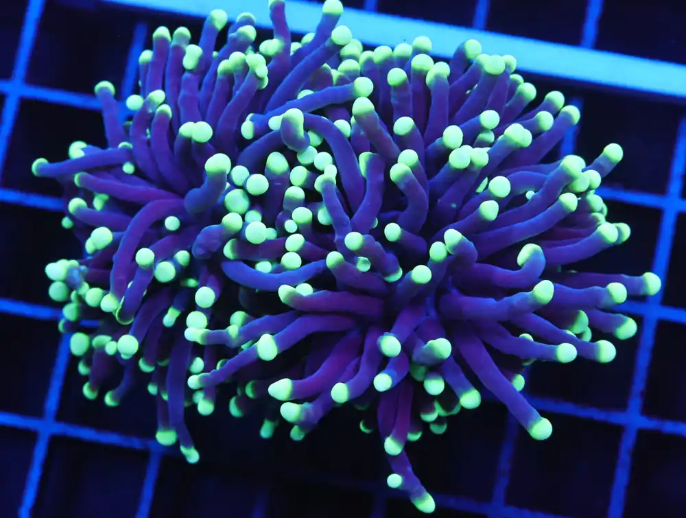 D09 – AUSSIE TORCH GREEN TIP PURPLE 2 HEAD - Saltwater