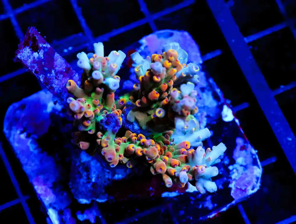 E01 – INDO ACRO PREMIUM TENUIS CULTURED - Saltwater