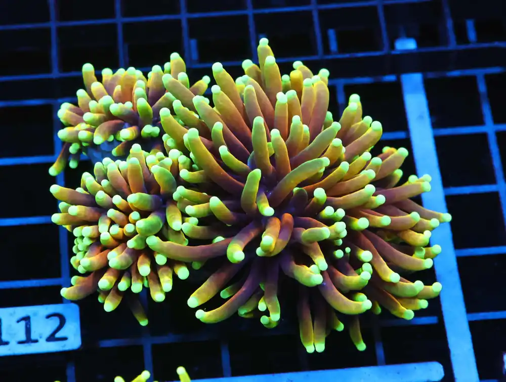 J112 – MALAYSIA TORCH COTTON CANDY 8 HEAD - Saltwater