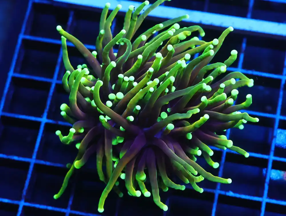 J11 – INDO TORCH DRAGON SOUL 2 HEAD - Saltwater