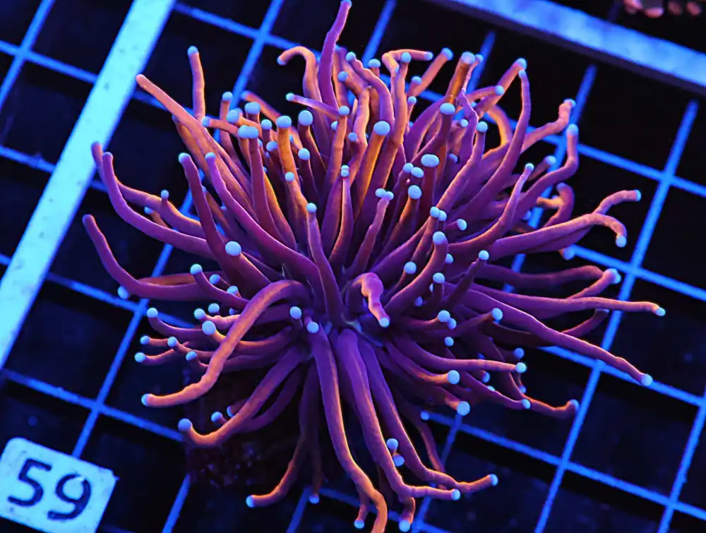 D59 – INDO TORCH HELLFIRE 2 HEAD - Saltwater