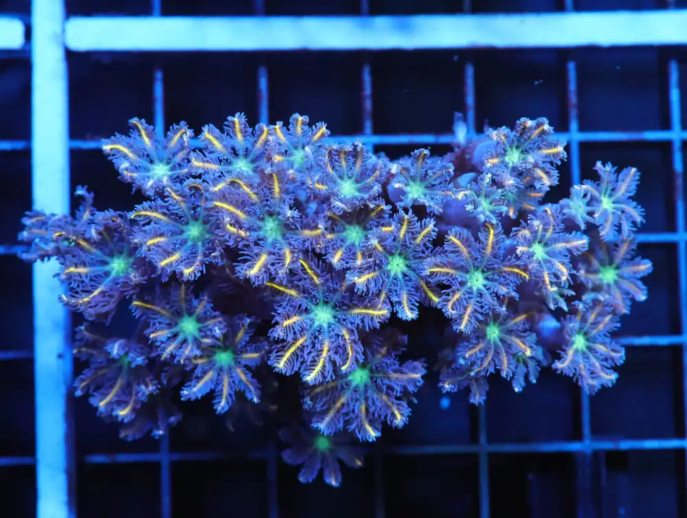 J05 – INDO GLOVE POLYP FIREWORKS - Saltwater
