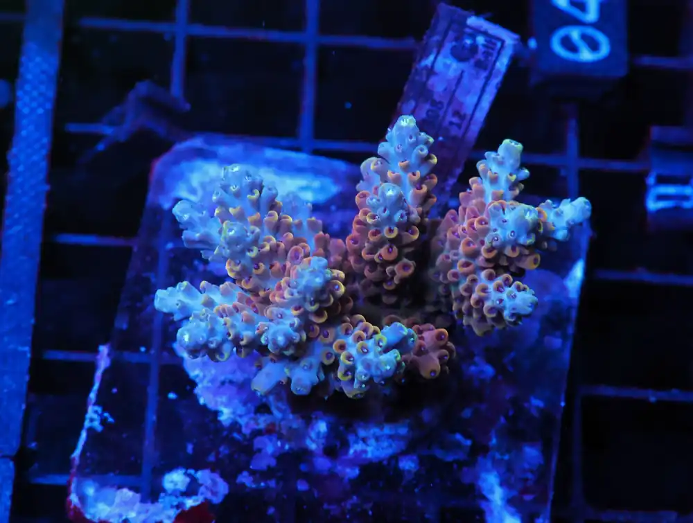E03 – INDO ACRO PREMIUM CULTURED - Saltwater