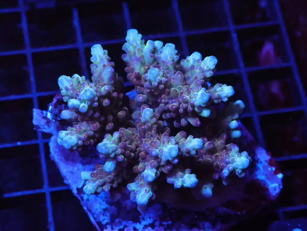 E103 – INDO ACRO PREMIUM CULTURED - Saltwater