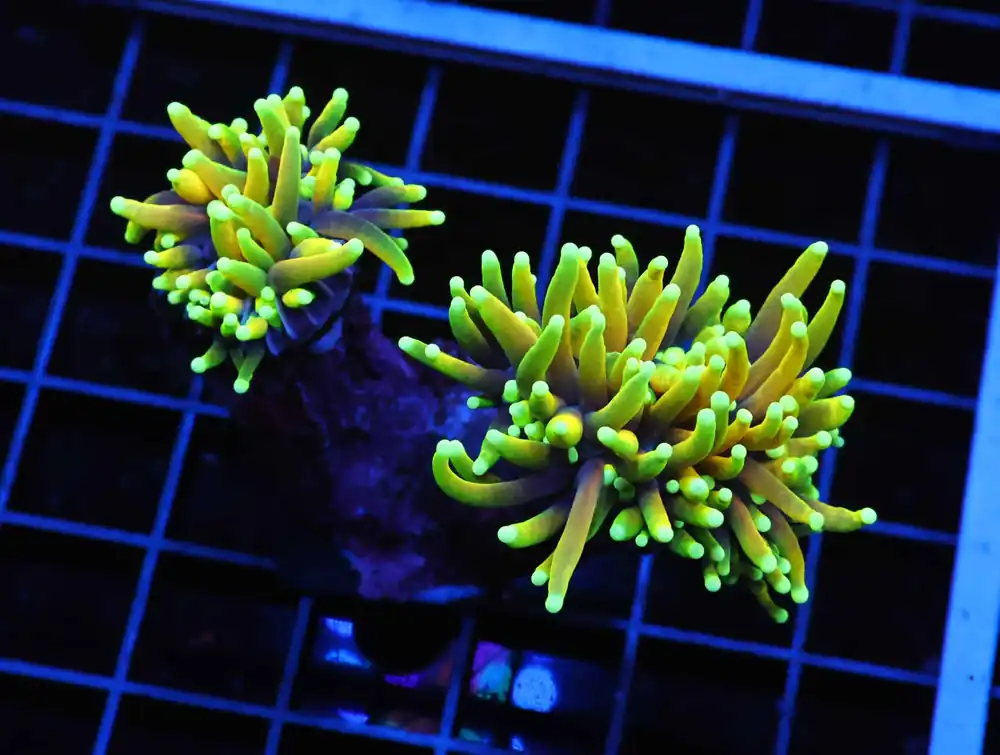D61 – INDO TORCH GOLD VARIANT 4 HEAD - Saltwater