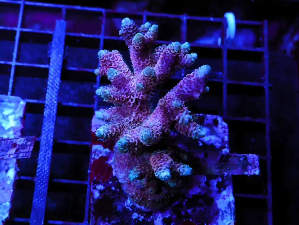 E05 – INDO ACRO PREMIUM MILLE CULTURED - Saltwater