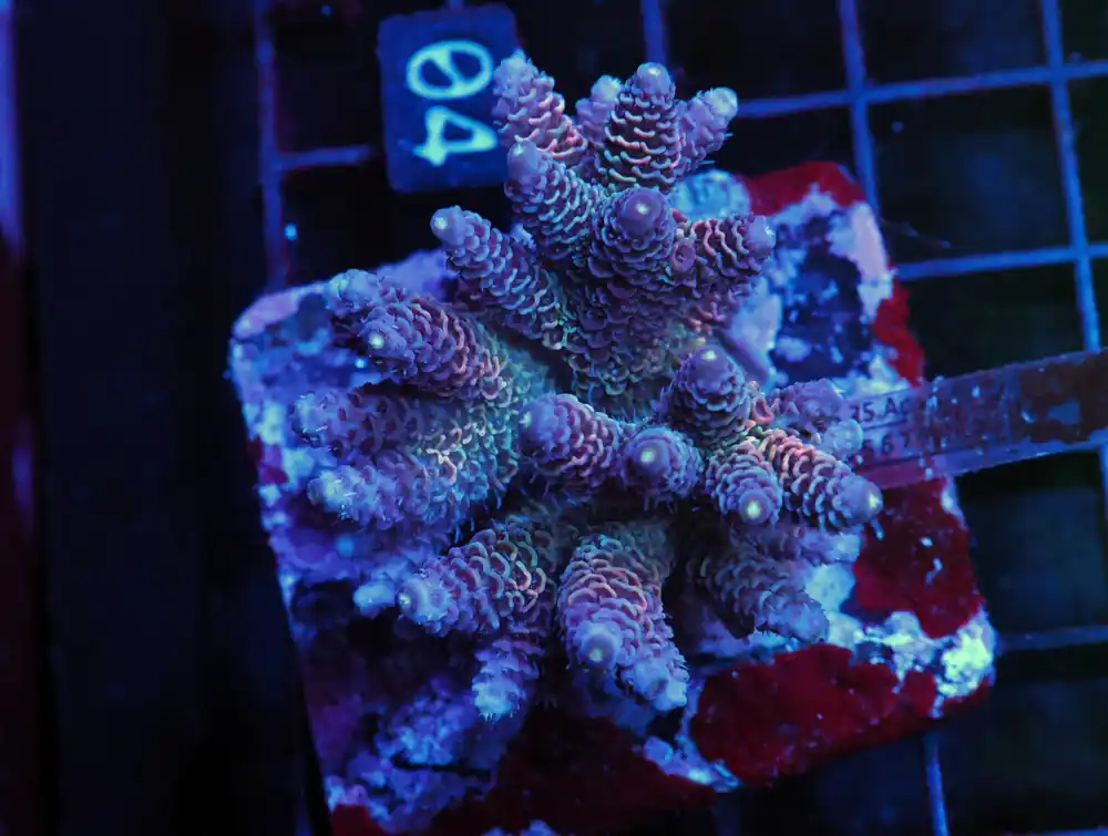 E04 – INDO ACRO PREMIUM MILLE CULTURED - Saltwater