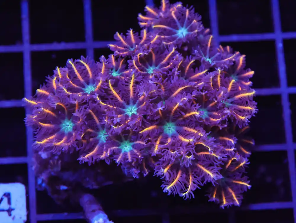 H114 – INDO GLOVE POLYP FIREWORKS - Saltwater