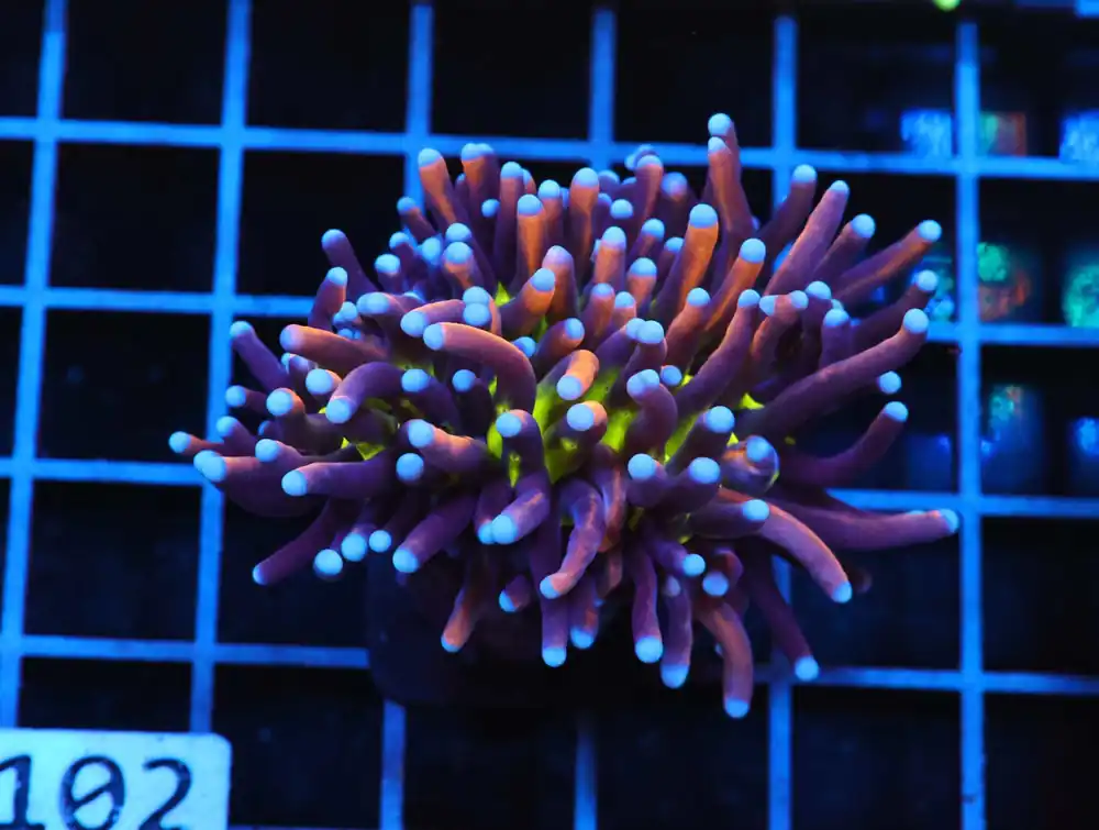 J102 – MALAYSIA TORCH COTTON CANDY 2 HEAD - Saltwater