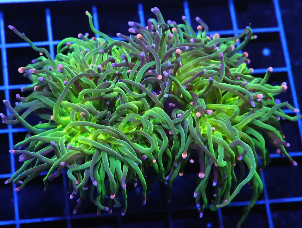 D60 – MALAYSIA TORCH JOKER 2 HEAD - Saltwater