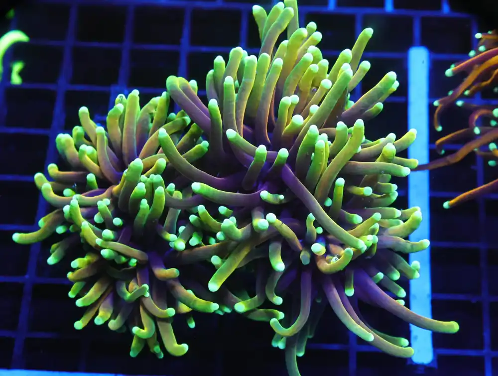 D120 – INDO TORCH HELLFIRE 3 HEAD - Saltwater
