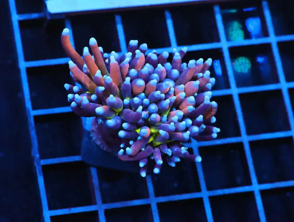 J101 – INDO GLOVE POLYP FIREWORKS - Saltwater