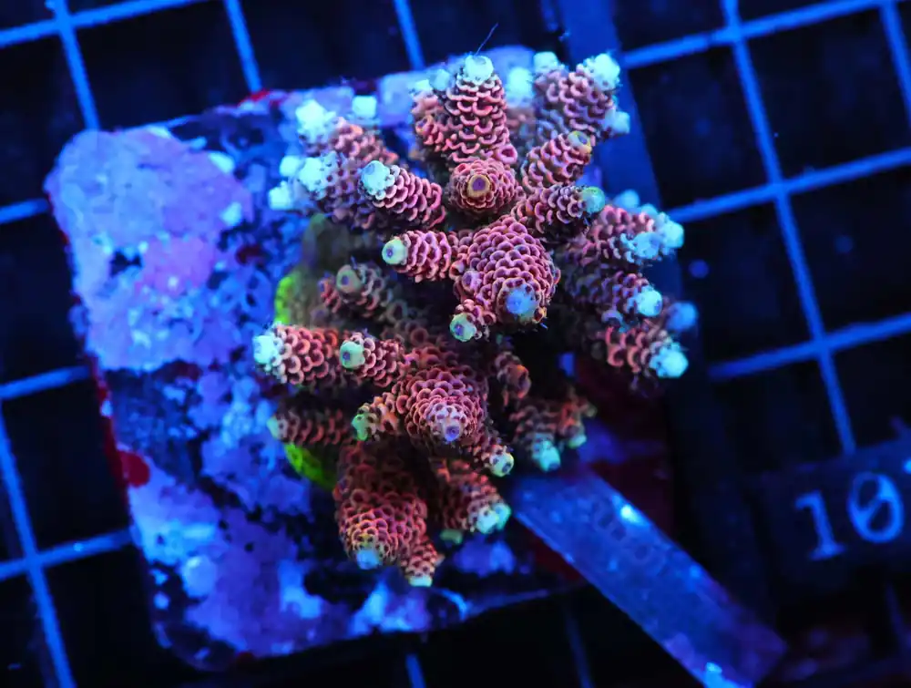 E101 – INDO ACRO PEACH MILLE CULTURED - Saltwater