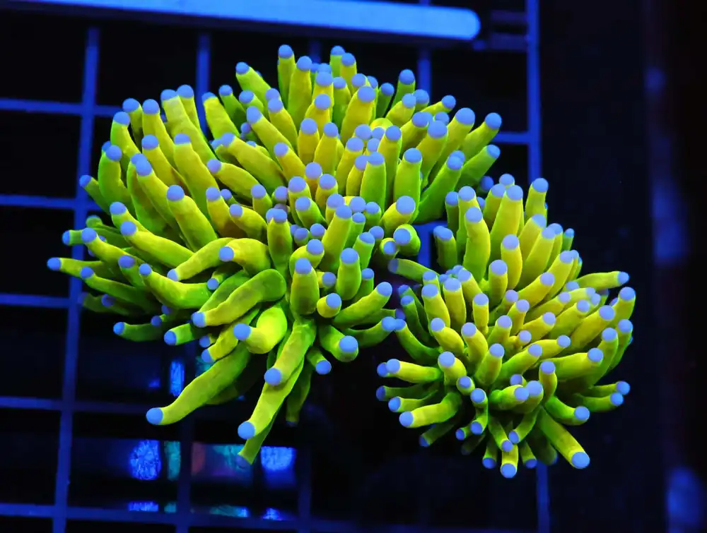 D76 – INDO TORCH GREEN VARIANT 5 HEAD - Saltwater