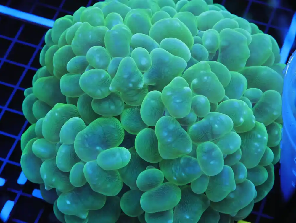 B62 -INDO RADIOACTIVE BUBBLE CORAL LG