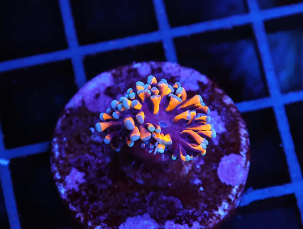 D88 – INDO TORCH GREEN VARIANT 2 HEAD - Saltwater
