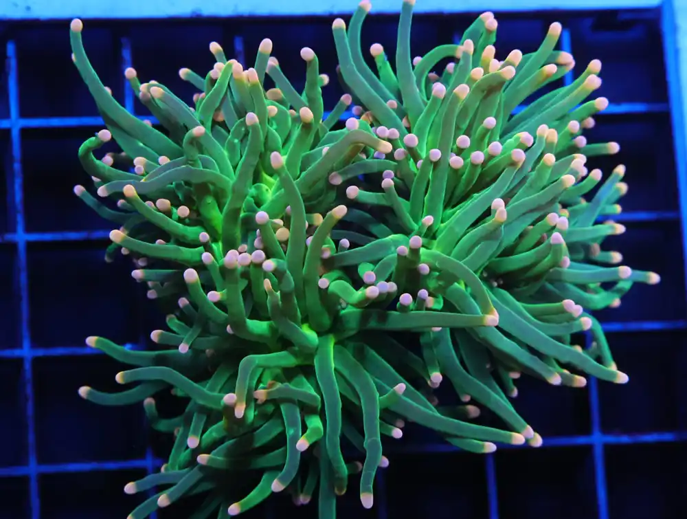 J03 – INDO TORCH GREEN VARIANT 3 HEAD - Saltwater