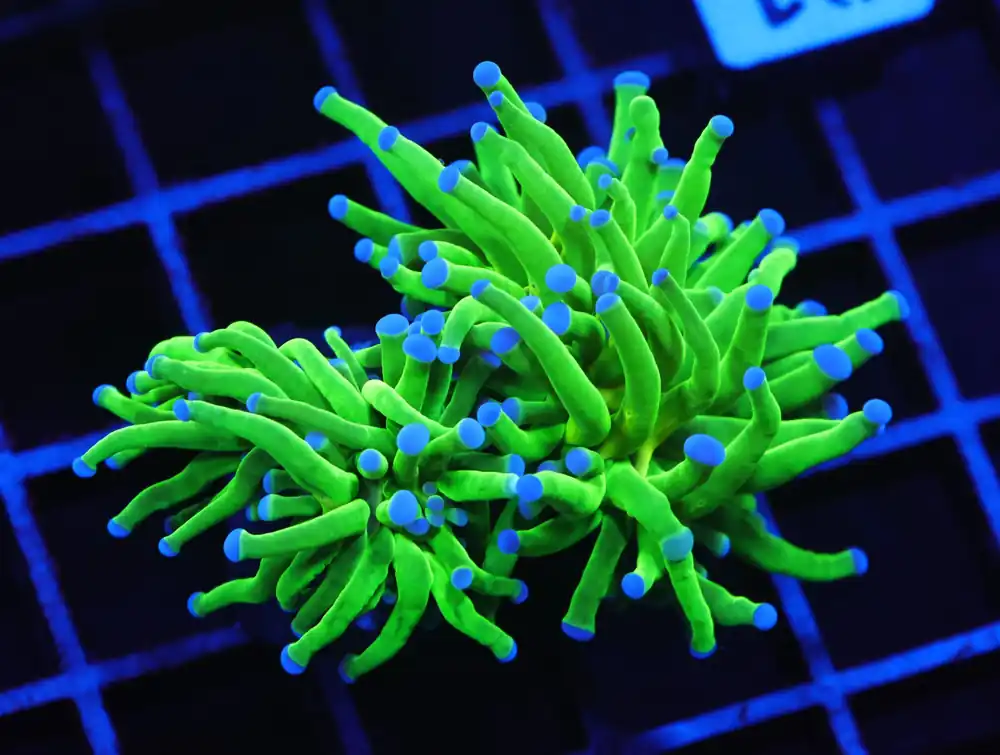 D81 – INDO TORCH GREEN VARIANT 2 HEAD - Saltwater